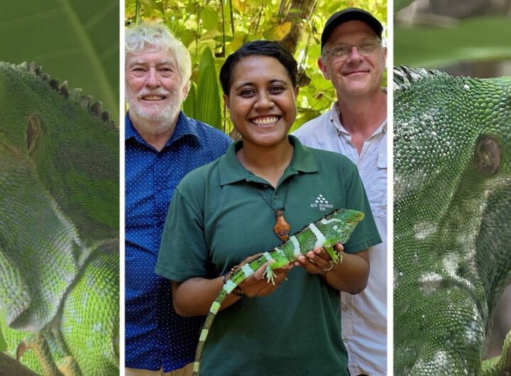Six Senses Fiji Leads Fijian Crested Iguana Comeback with Landmark Translocation to Castaway Island